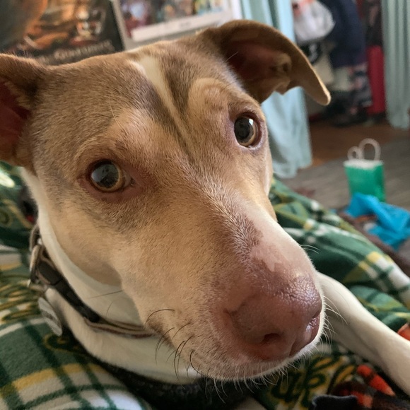 Meet your Posher, Olivia - Picture 3 of 11